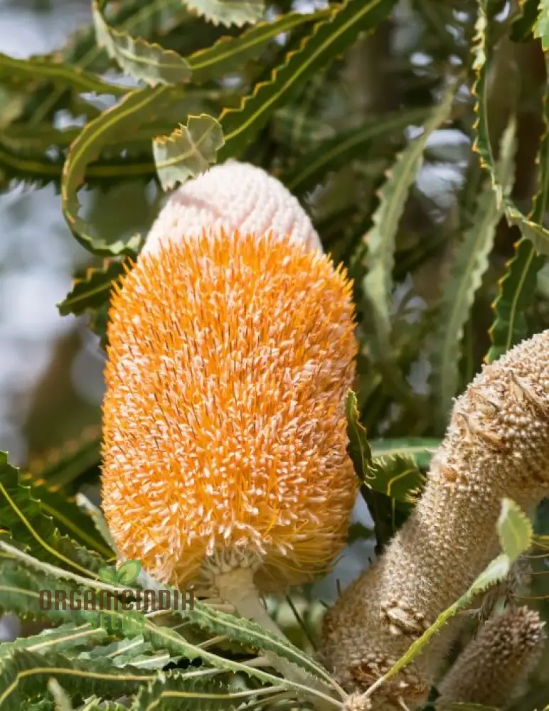 Acorn Banksia Seeds – Australian Native Wildflower Shrub