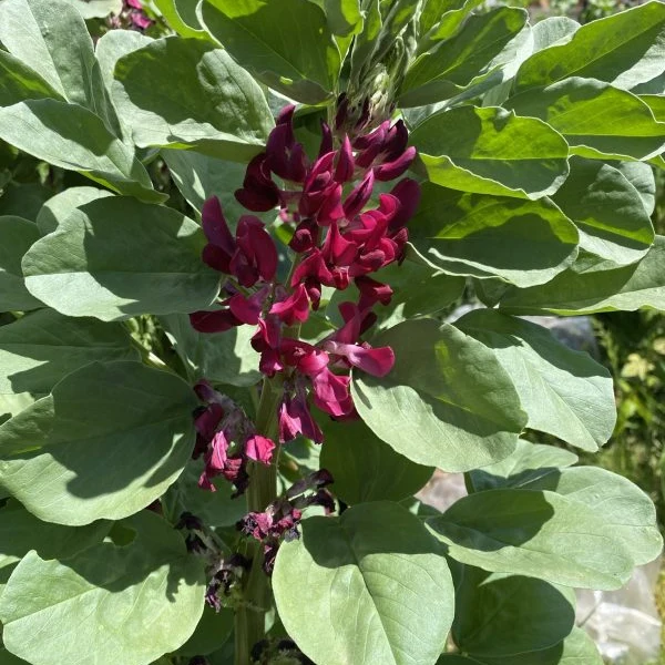 Broad Bean Red Epicure Vegetable Seeds For Planting, High-Yielding, Nutritious Beans for a Successful Garden Harvest