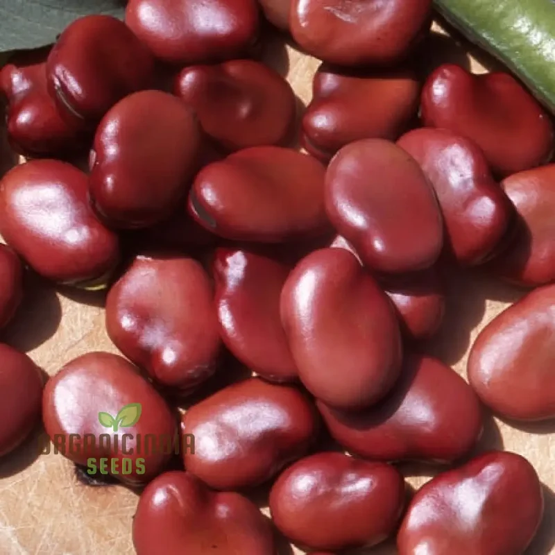 Broad Bean Red Epicure Vegetable Seeds For Planting, High-Yielding, Nutritious Beans for a Successful Garden Harvest
