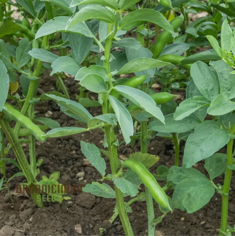 Broad Bean Red Epicure Vegetable Seeds For Planting, High-Yielding, Nutritious Beans for a Successful Garden Harvest