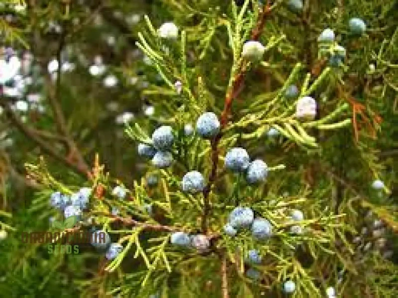 Rocky Mountain Juniper Seeds - Juniperus scopulorum | Planting Guide Included | Hardy Evergreen Tree