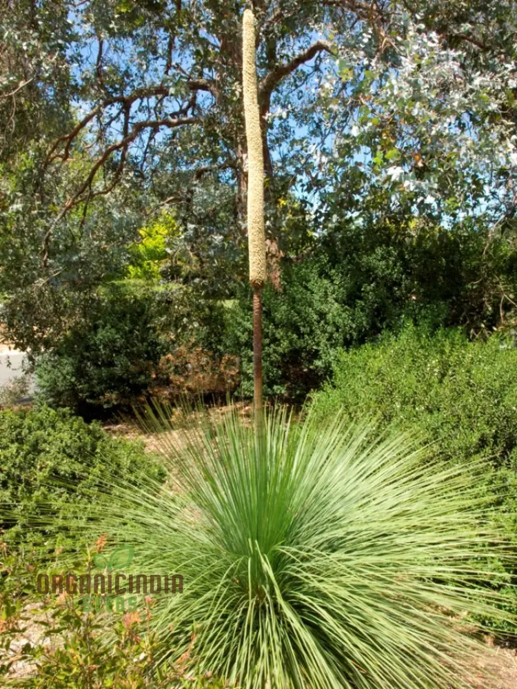 Australian Grass Tree Wildflower Seeds - Planting Guide Included - Grow Your Own Unique Australian Native Planting