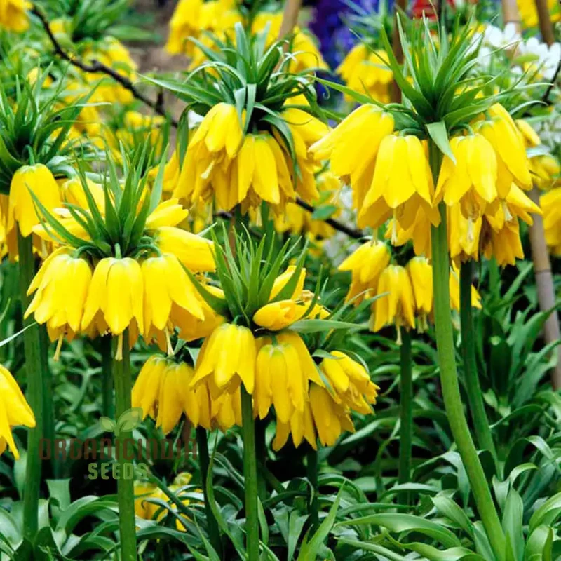 Fritillaria Imperialis Lutea Flower Seeds For Planting, Elegant Yellow Crown Imperial Flowers for a Stunning and Regal Garden Display