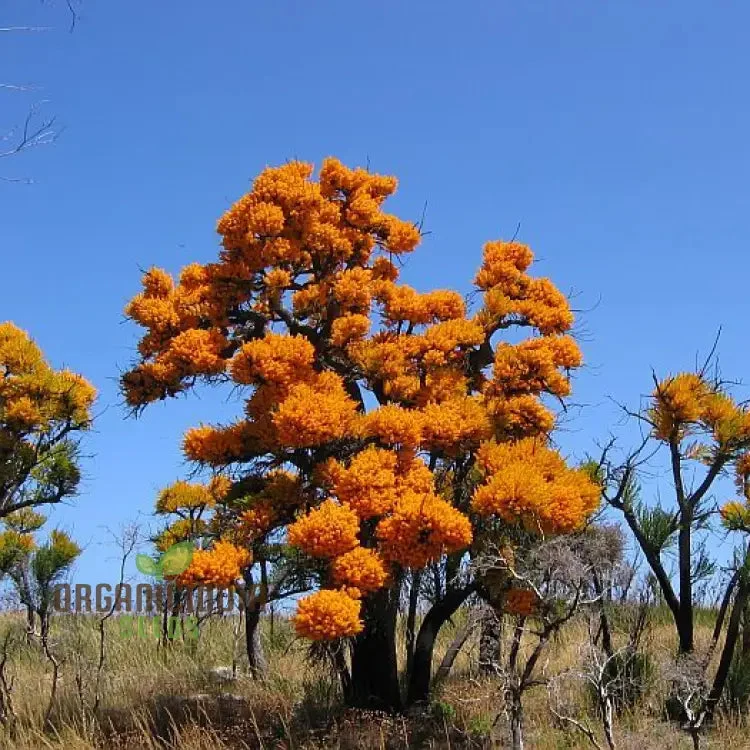 West Australian Christmas Tree Wildflower Seeds - Gardening Delight, Native Australian Seeds, Easy to Grow