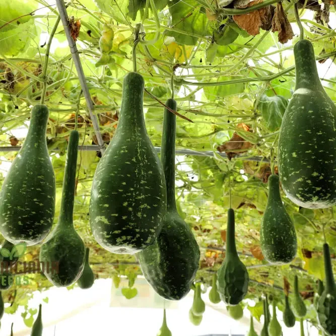 Bottle Gourd Speckled Long Green White Seeds - Planting Guide Included, Rare Varietal for Your Garden