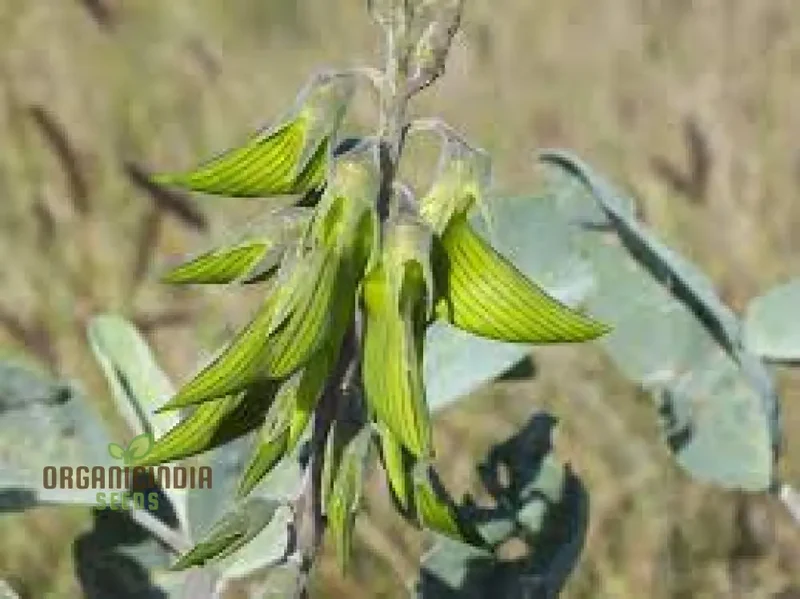 Regal Birdflower Seeds - Gardening Wildflower for Stunning Blooms and Pollinator Attraction