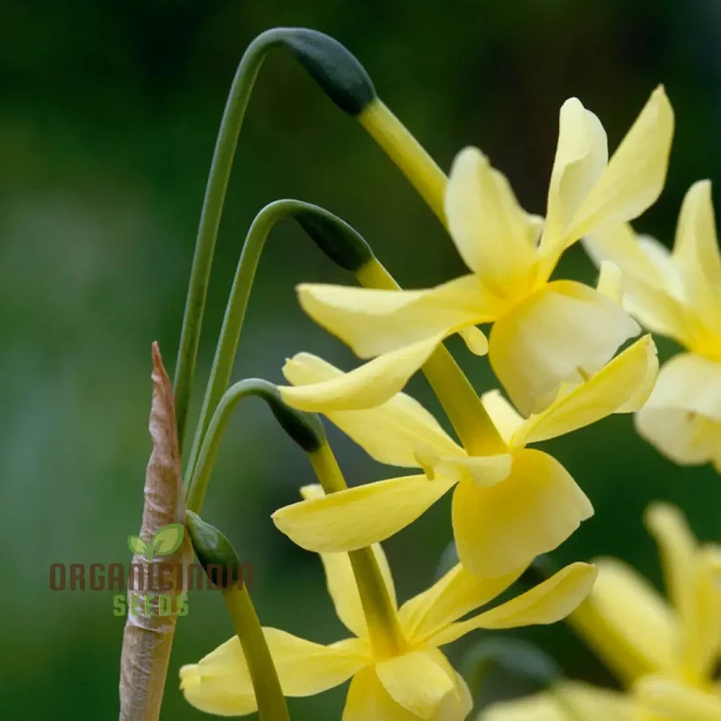 Narcissus Hawera Seeds – Pure Yellow Mini Daffodils
