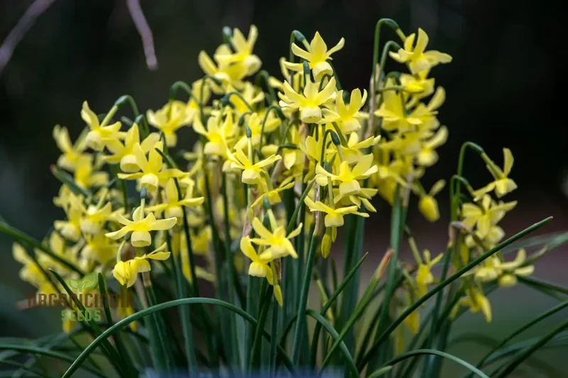 Narcissus Hawera Seeds – Pure Yellow Mini Daffodils