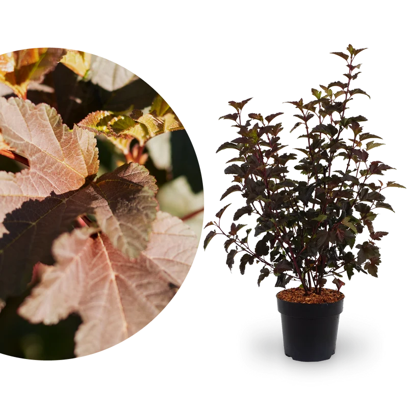 Dunkelrote Blasenspiere 'Diabolo'®