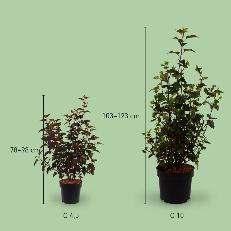 Dunkelrote Blasenspiere 'Diabolo'®