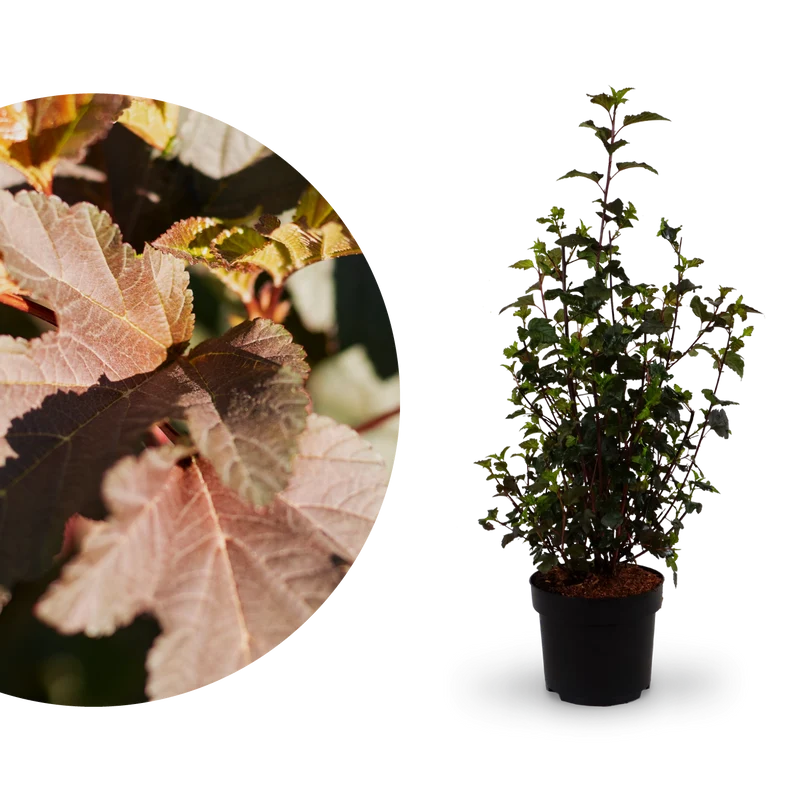 Dunkelrote Blasenspiere 'Diabolo'®
