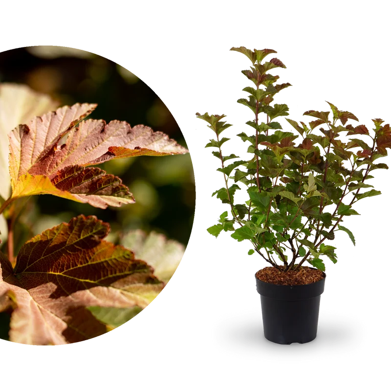 Buntblättrige Blasenspiere 'Amber Jubilee'®