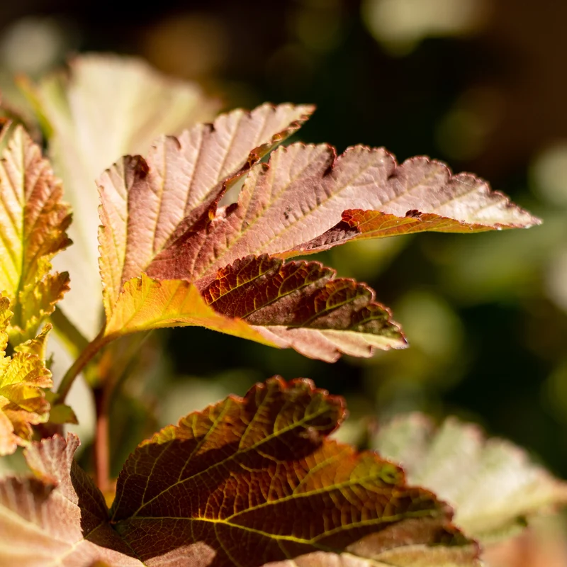 Buntblättrige Blasenspiere 'Amber Jubilee'®