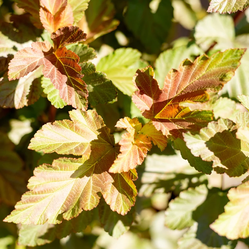 Buntblättrige Blasenspiere 'Amber Jubilee'®