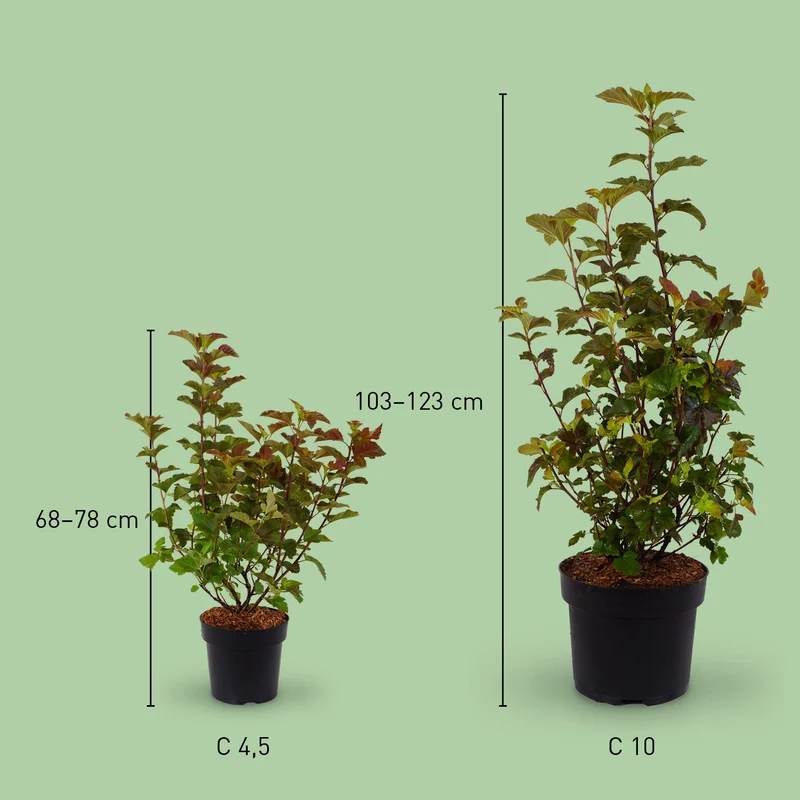 Buntblättrige Blasenspiere 'Amber Jubilee'®