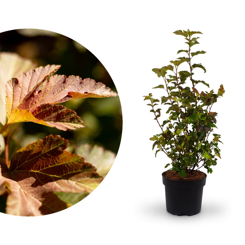 Buntblättrige Blasenspiere 'Amber Jubilee'®