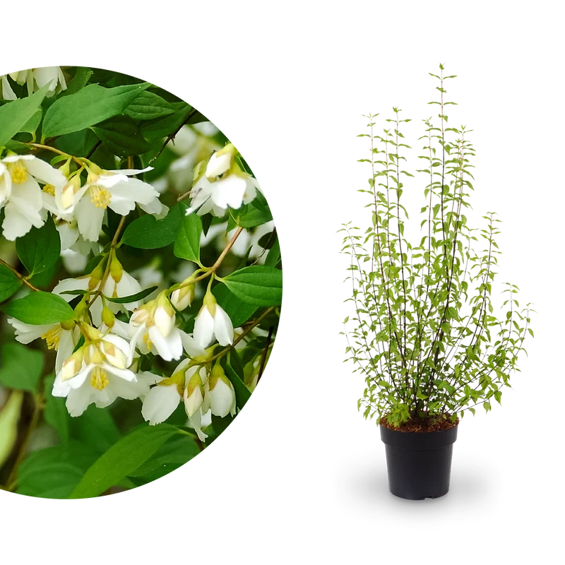 Duftjasmin 'Lemoinei' Schneeweiß