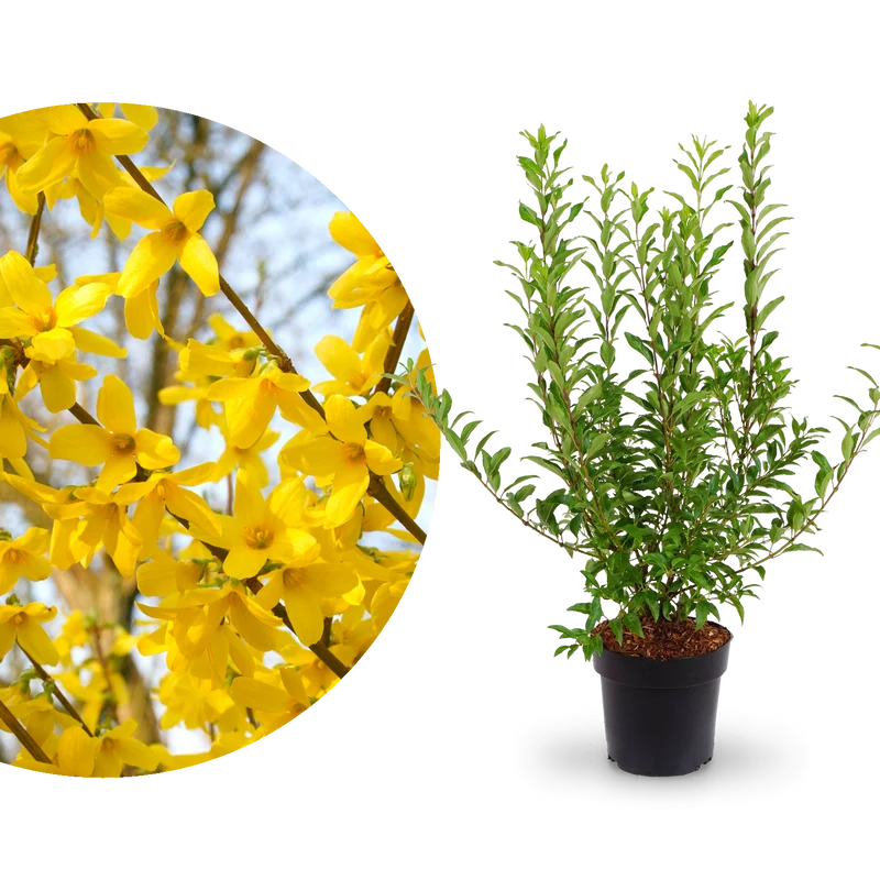 Forsythie 'Week End'® Goldgelb