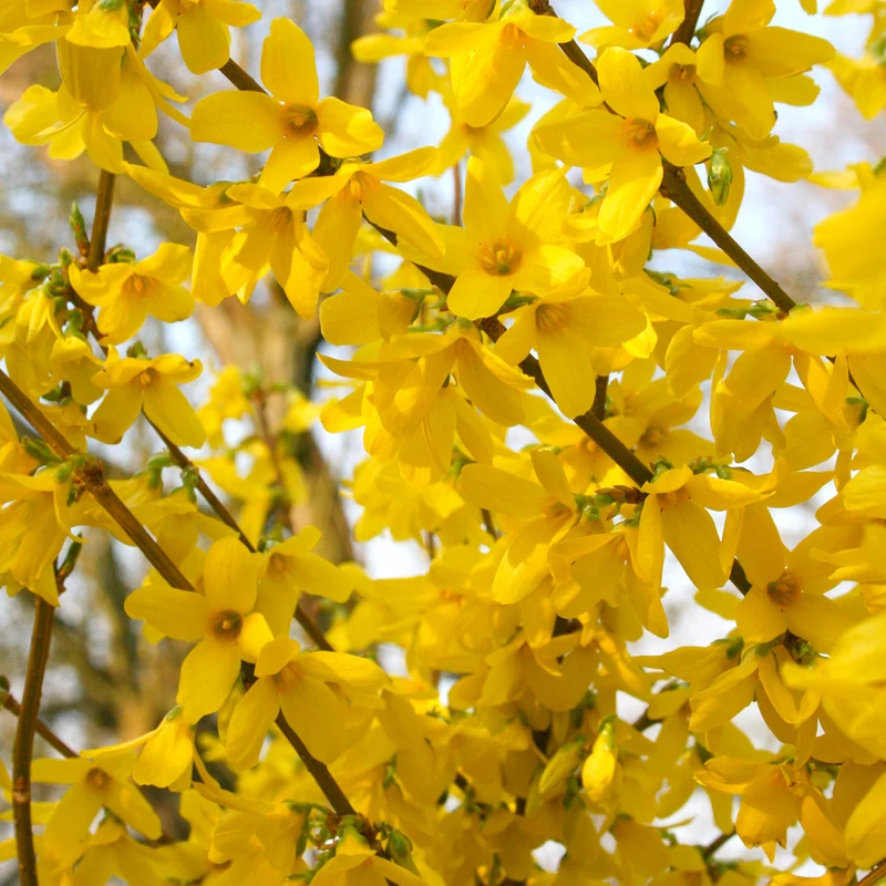 Forsythie 'Week End'® Goldgelb