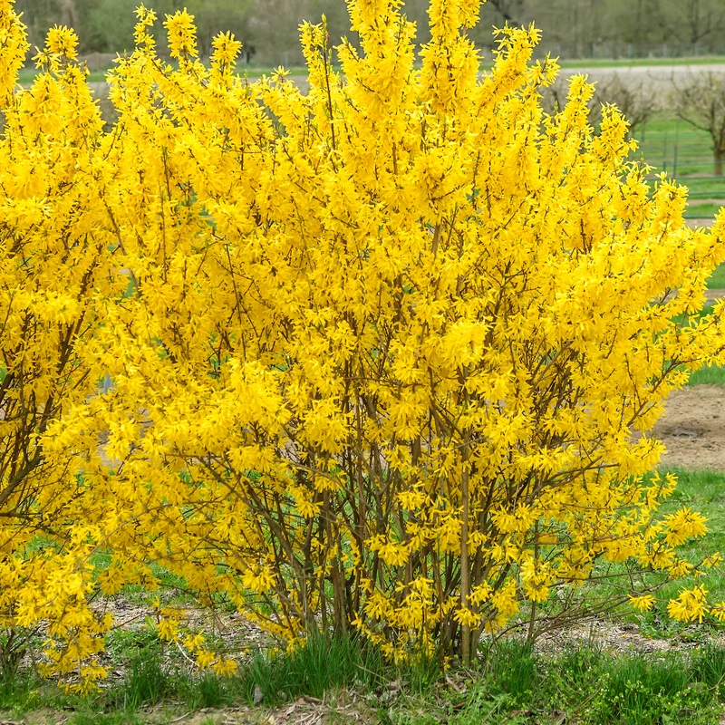Forsythie 'Week End'® Goldgelb