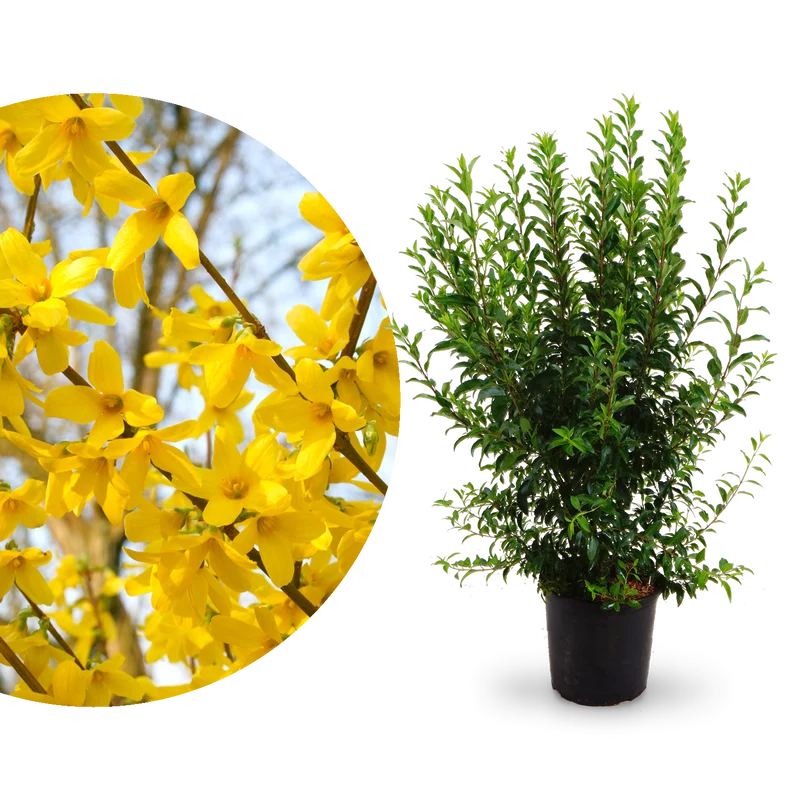 Forsythie 'Week End'® Goldgelb