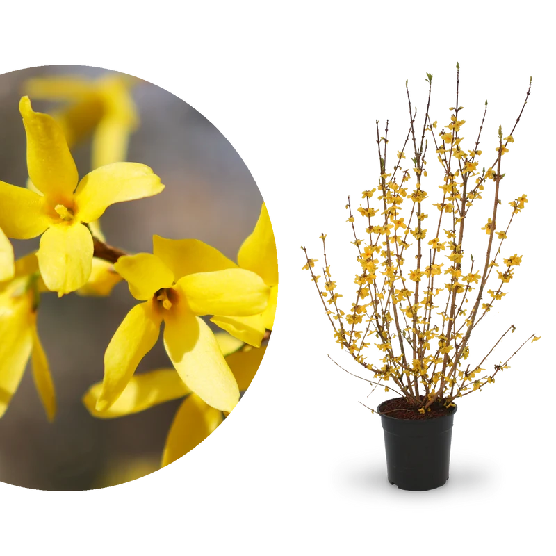Forsythie 'Goldrausch' Gelb