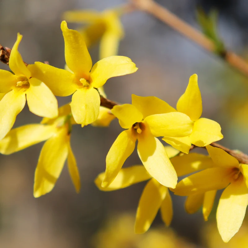 Forsythie 'Goldrausch' Gelb