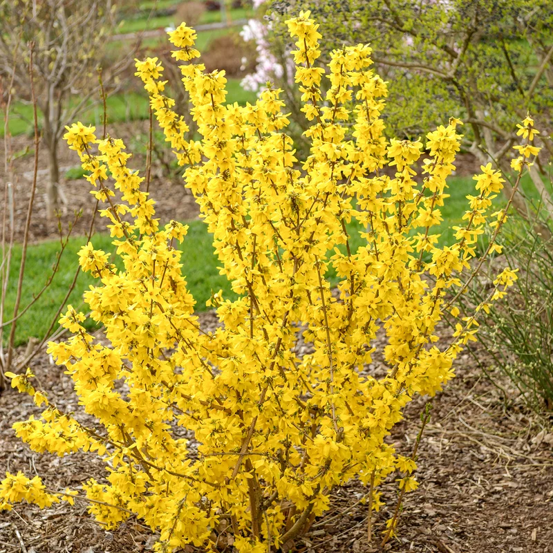 Forsythie 'Goldrausch' Gelb