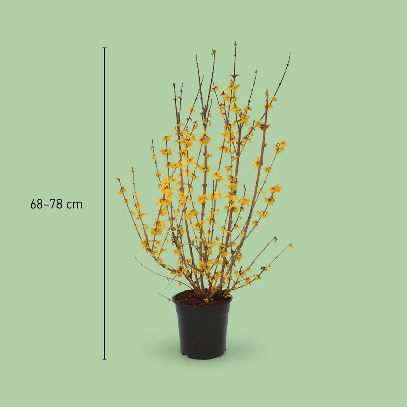 Forsythie 'Goldrausch' Gelb