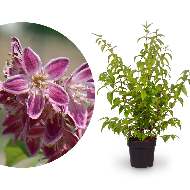 Deutzie 'Tourbillon Rouge' Dunkelrosa