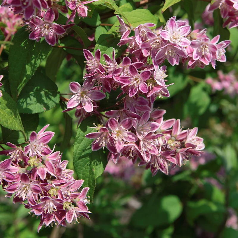 Deutzie 'Tourbillon Rouge' Dunkelrosa