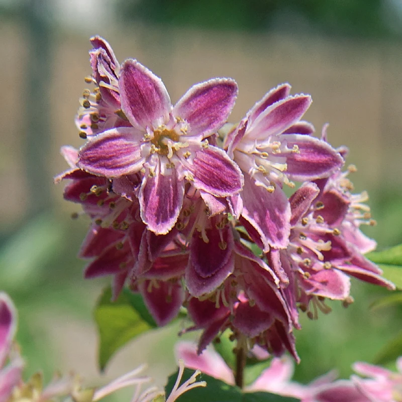 Deutzie 'Tourbillon Rouge' Dunkelrosa
