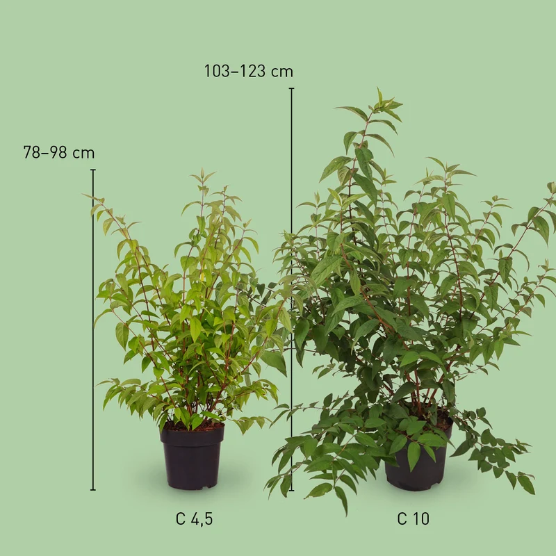Deutzie 'Tourbillon Rouge' Dunkelrosa