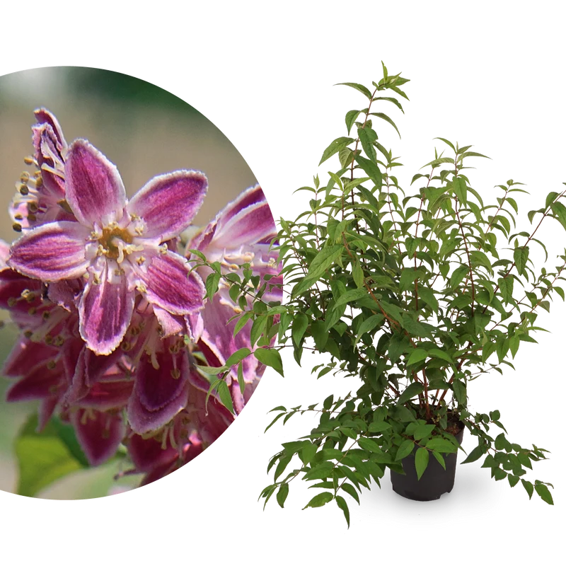 Deutzie 'Tourbillon Rouge' Dunkelrosa