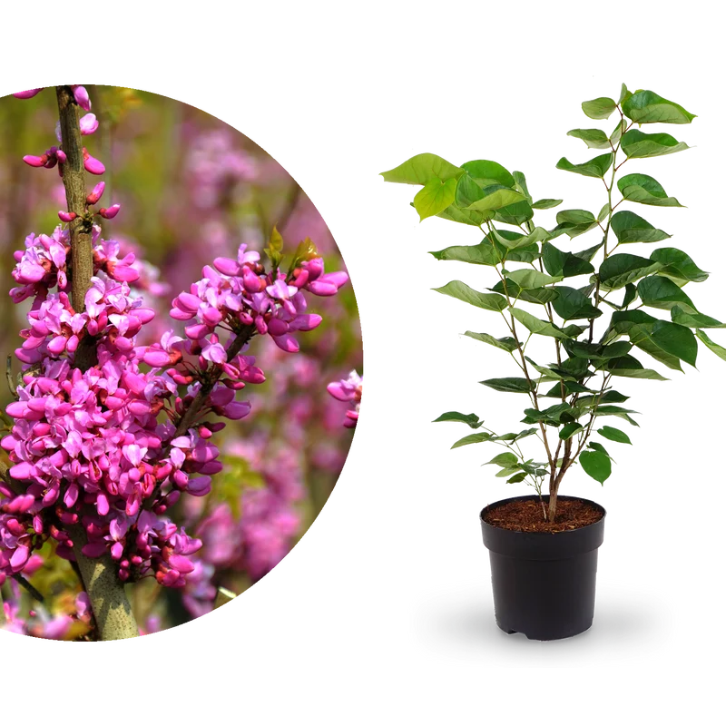 Chinesischer Judasbaum 'Avondale' Violettrosa