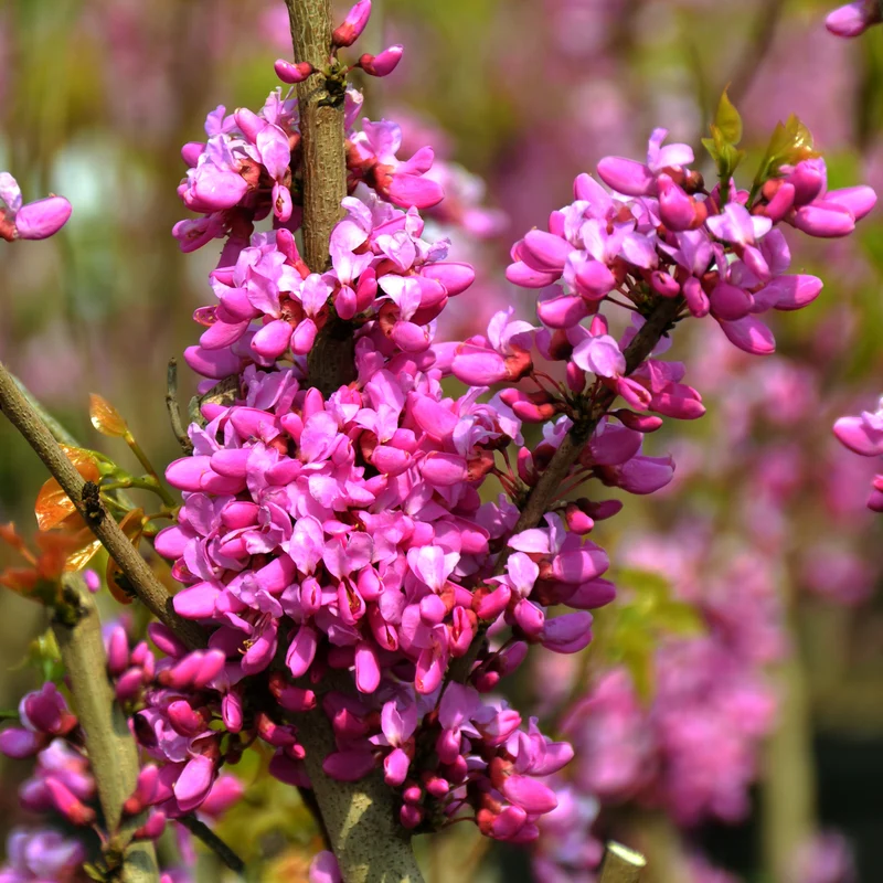 Chinesischer Judasbaum 'Avondale' Violettrosa