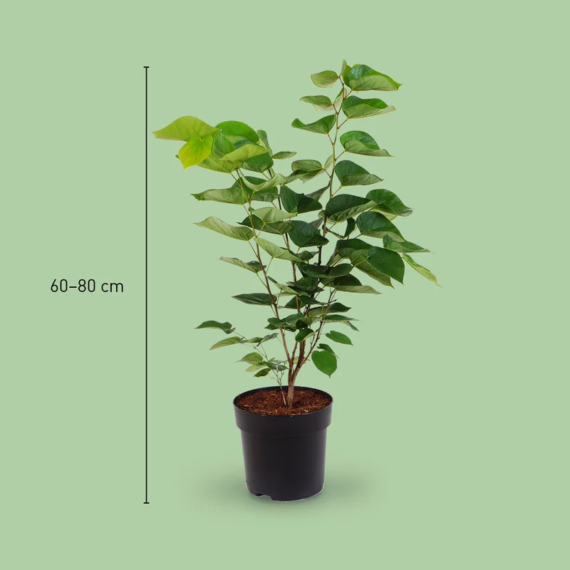 Chinesischer Judasbaum 'Avondale' Violettrosa