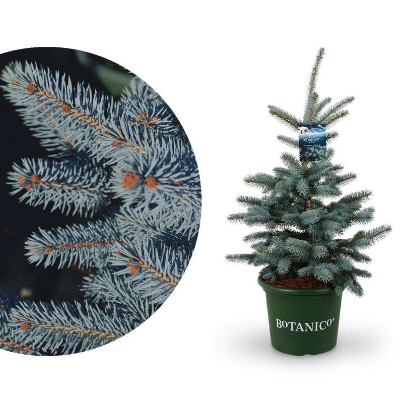 Blau-Fichte Botanico® 'Oldenburg'®