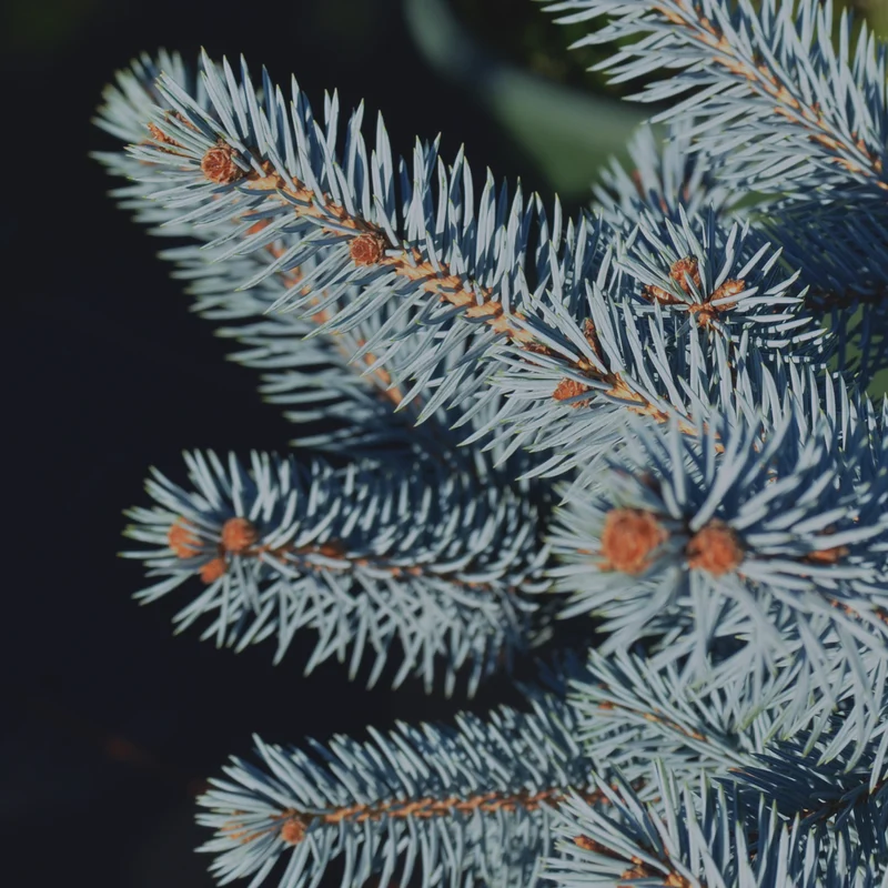 Blau-Fichte Botanico® 'Oldenburg'®