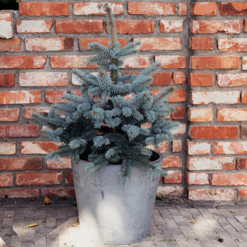Blau-Fichte Botanico® 'Oldenburg'®