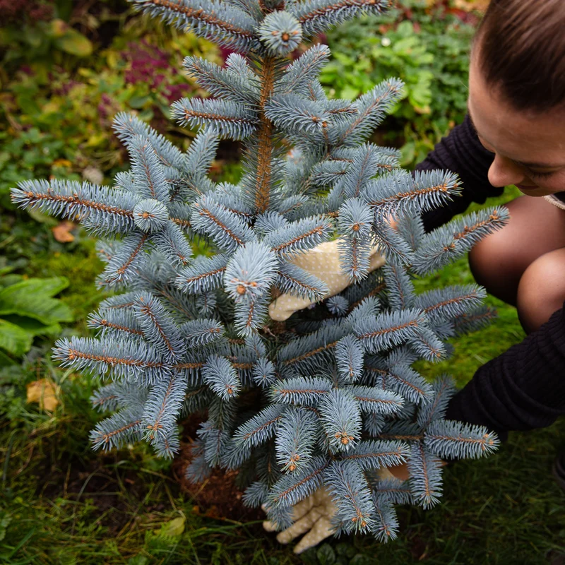 Blau-Fichte Botanico® 'Oldenburg'®