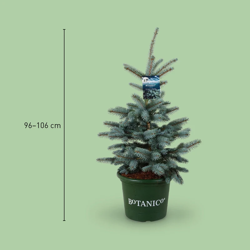 Blau-Fichte Botanico® 'Oldenburg'®