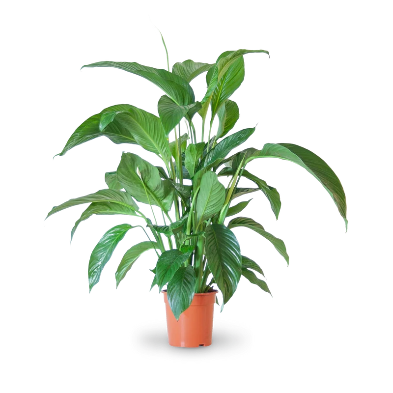 Einblatt 'Sweet Lauretta'