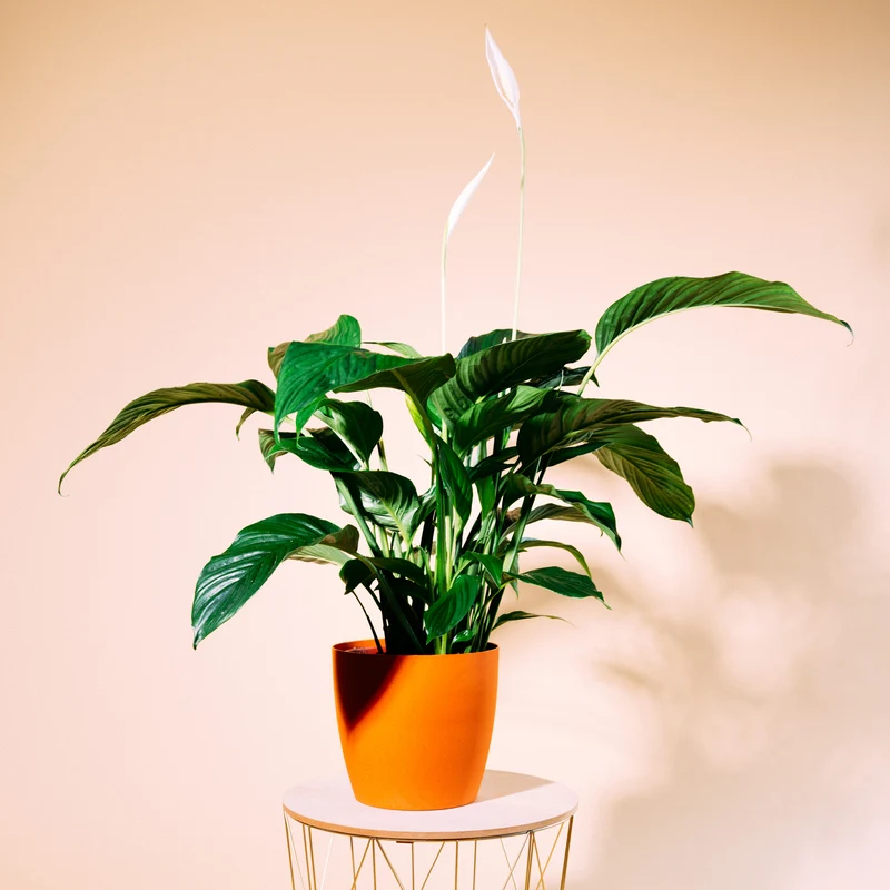 Einblatt 'Sweet Lauretta'