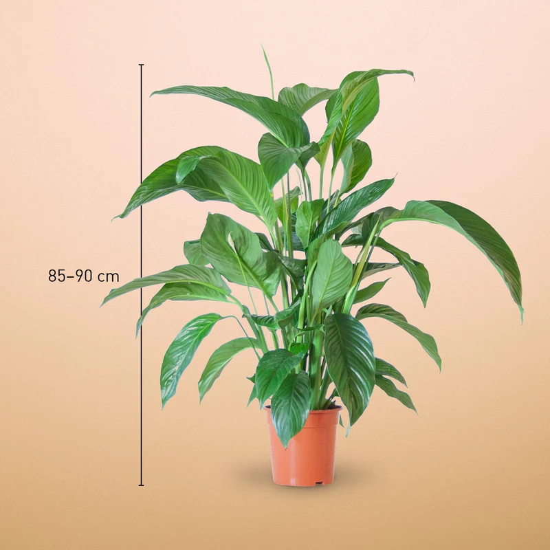Einblatt 'Sweet Lauretta'