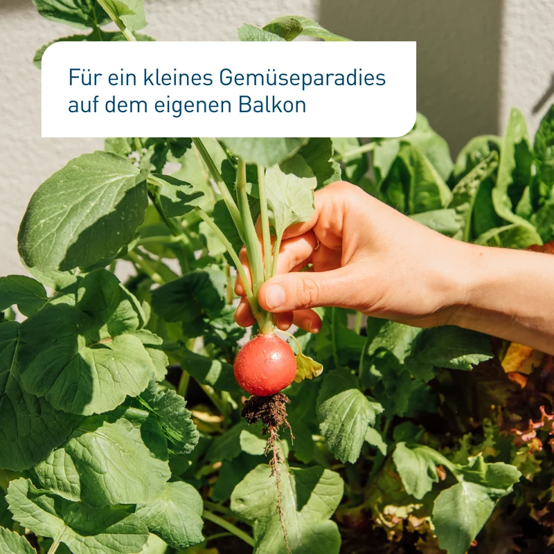 Bio-Balkongemüse Samen-Set mit 8 Sorten