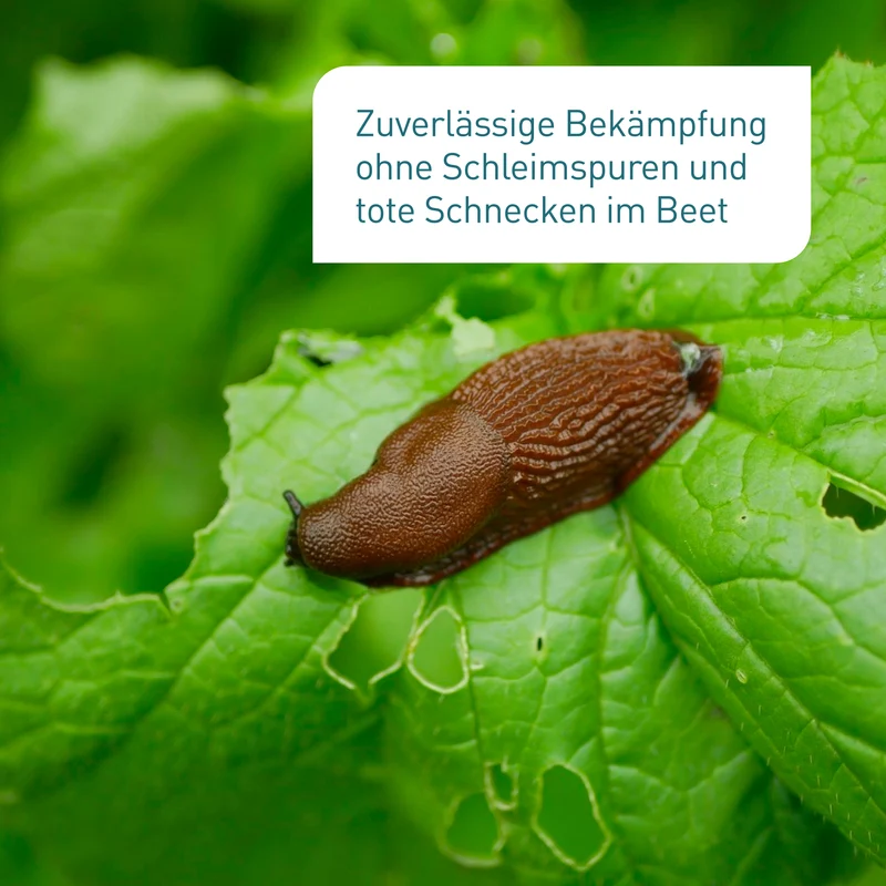 Schneckenkorn mit Power-Wirkstoff