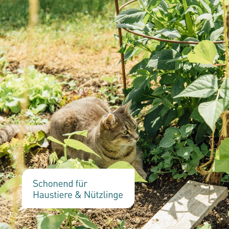 Schneckenkorn mit Power-Wirkstoff