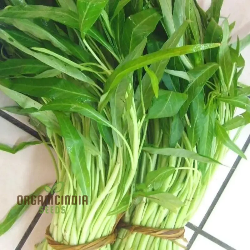 Kang Kong (Water Spinach Or Entsai) Seeds for Planting - Organic Gardening Essentials