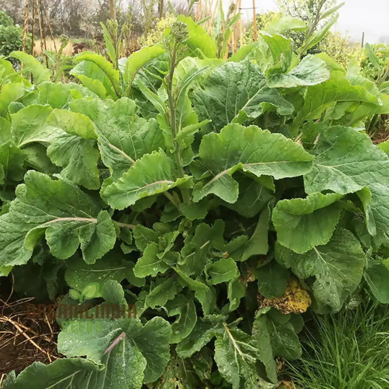 Kale Thousandhead Vegetable Seeds for Planting, High-Quality Vegetable Seeds for a Thriving Kale Seeds for Home Gardeners